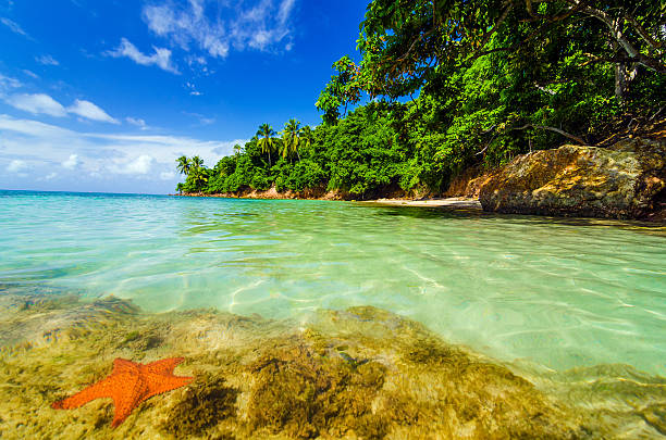 Starfish in Caribbean water next to a lush green island in San Andres y Providencia, Colombia