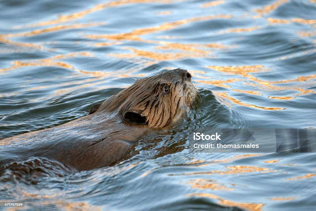 Pływanie beaver - Zbiór zdjęć royalty-free (Budować)