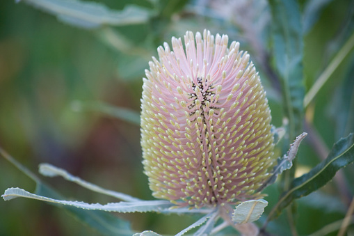 A Banksia flower.