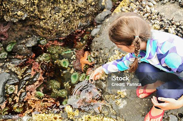 Marea Piscina Criaturas Al Mar Foto de stock y más banco de imágenes de Marisma - Marisma, Niño, Estrella de mar