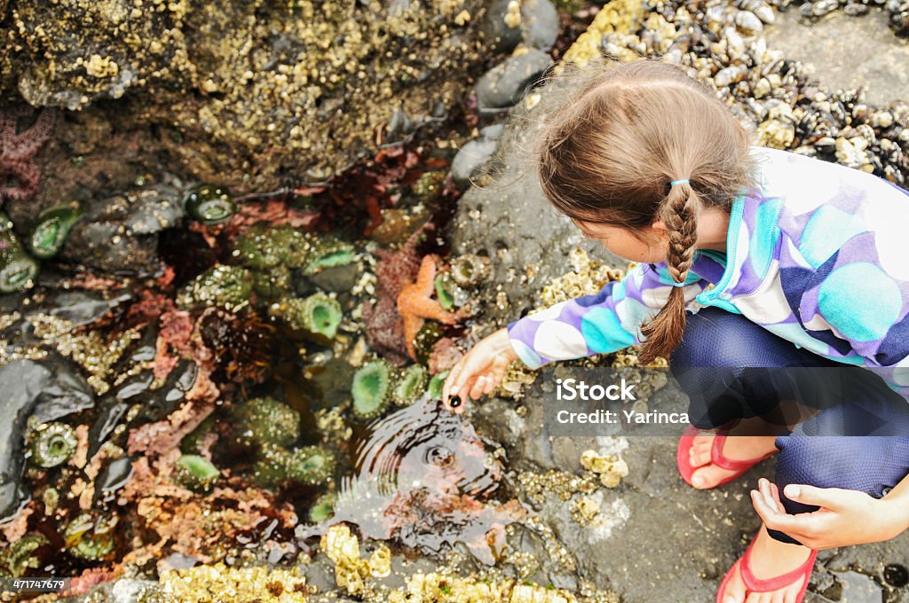 Tide Pool Sea Creatures Child looking into a tide pool. Tidal Pool Stock Photo
