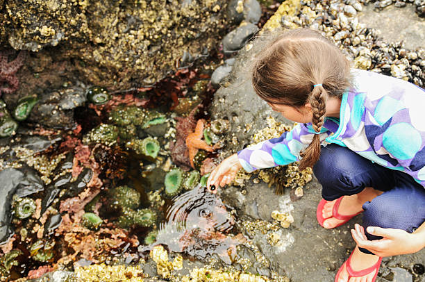 Tide Pool Sea Creatures Child looking into a tide pool. tidal pool stock pictures, royalty-free photos & images