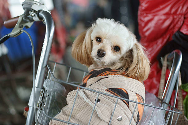 istock Bicycle basket of puppies 471747771