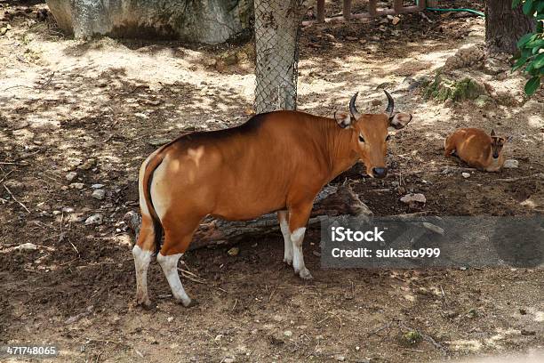 Byk - zdjęcia stockowe i więcej obrazów Azja - Azja, Azja Południowo-Wschodnia, Banteng azjatycki