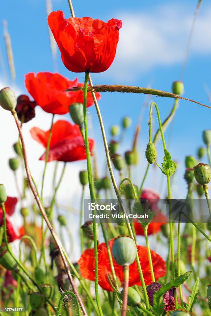 Día de verano en prado completo de pérdida de brillo poppies - Foto de stock de Achicoria común libre de derechos