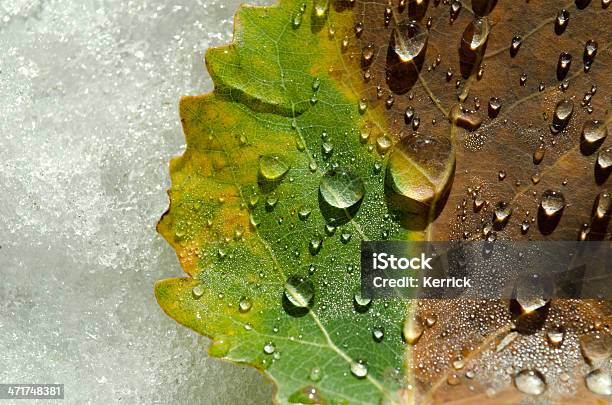 Tropfen Auf Blatt Im Herbst Stockfoto und mehr Bilder von Blatt - Pflanzenbestandteile - Blatt - Pflanzenbestandteile, Fallen, Makrofotografie
