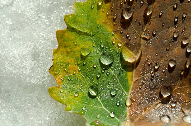 [フィルマーモービー]で秋の葉 - autuum ストックフォトと画像