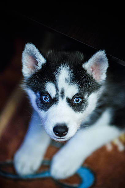 istock Siberian husky puppy 471748883