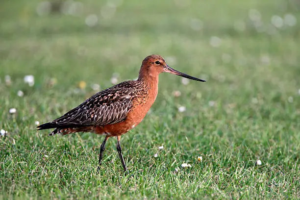 Photo of Bar-tailed godwit, Limosa lapponica