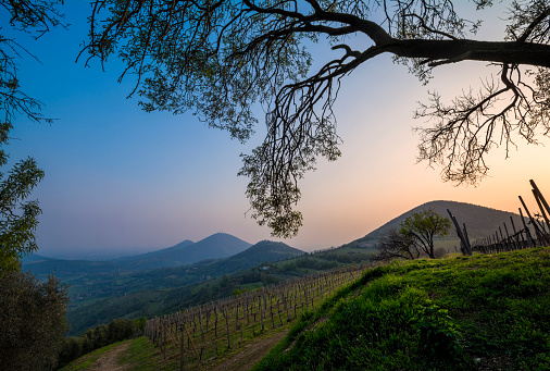 Sunset on the Euganean Hills in Italy, in the spring, with branches of trees framing the top and fields of crops that reach the horizon.