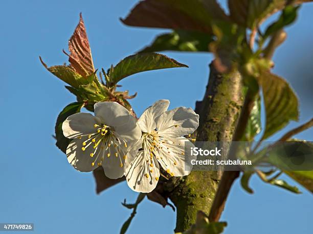 Cherry Tree Blossom Kirschblüten Stock Photo - Download Image Now - 2015, April, Below