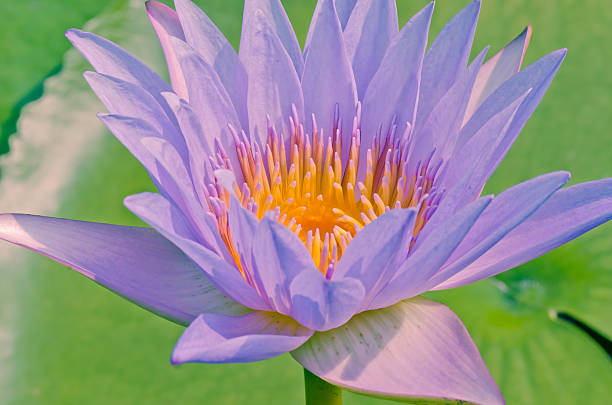 istock Beautiful Purple Lotus,  in a pond 471750354
