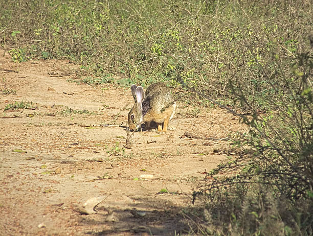 istock Black-naped Hare or Indian Hare (Lepus nigricollis) 471750372