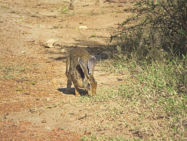 istock Black-naped Hare or Indian Hare (Lepus nigricollis) 471750376