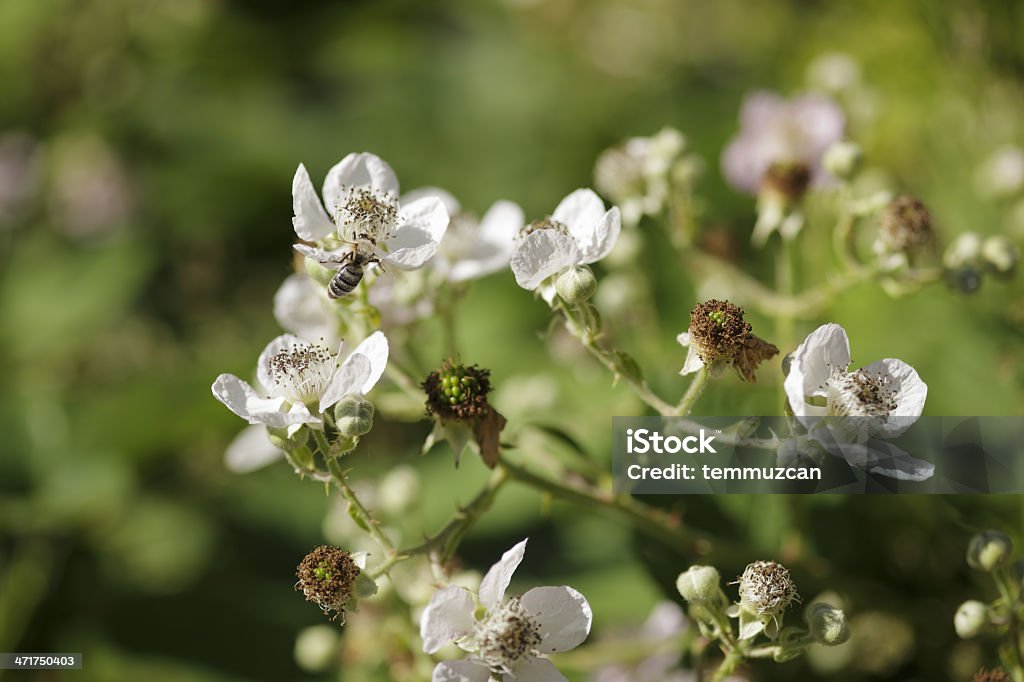 abeja - Foto de stock de Abeja libre de derechos