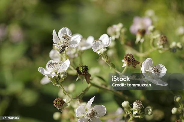 Abelha - Fotografias de stock e mais imagens de Abelha - Abelha, Abelha de mel, Abelha obreira