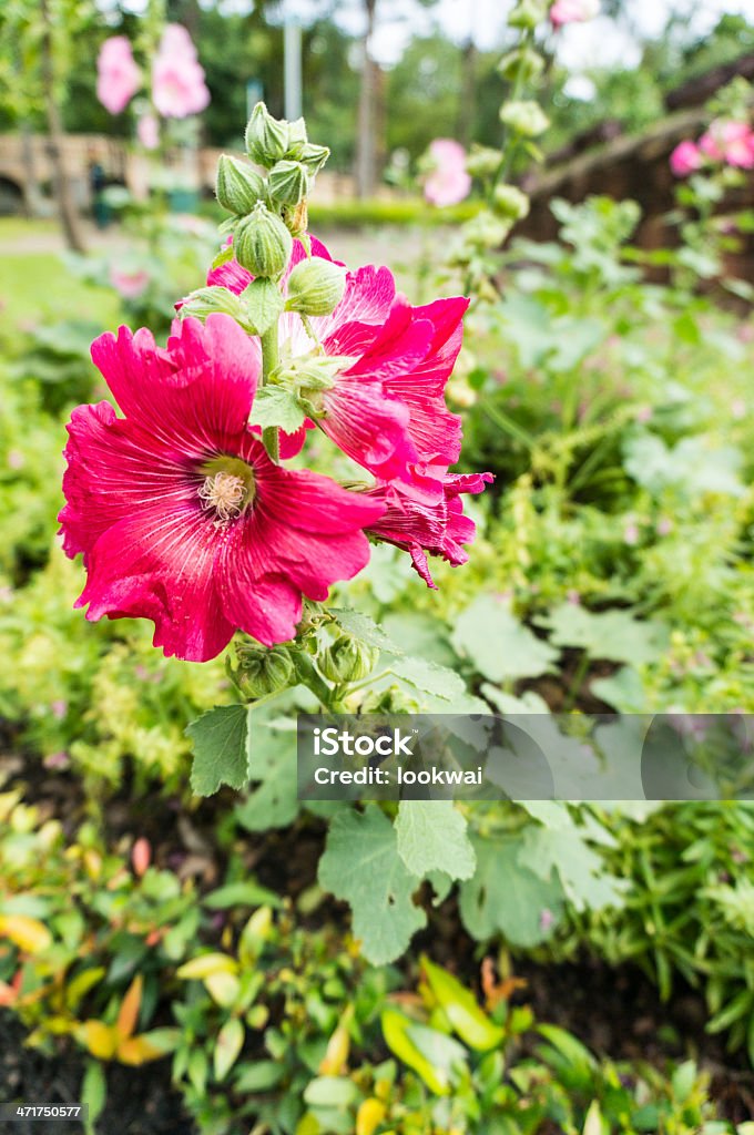 Pink Hibiskus Blumen. - Lizenzfrei Baumblüte Stock-Foto