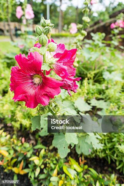 Pink Hibiskus Blumen Stockfoto und mehr Bilder von Baumblüte - Baumblüte, Bildkomposition und Technik, Blatt - Pflanzenbestandteile