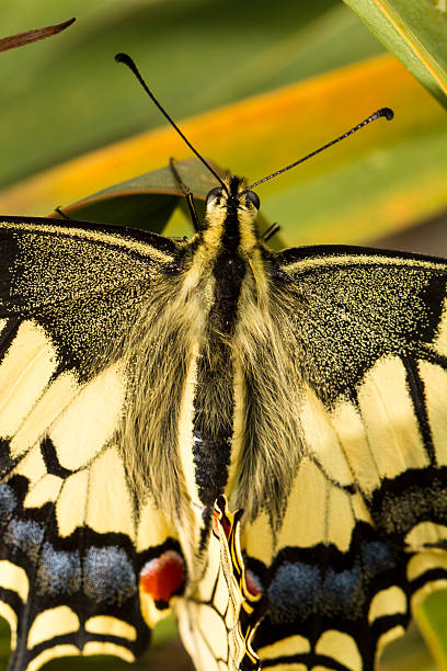 (papilio machaon piękne swallowtail motyl owad) - grand manan island zdjęcia i obrazy z banku zdjęć