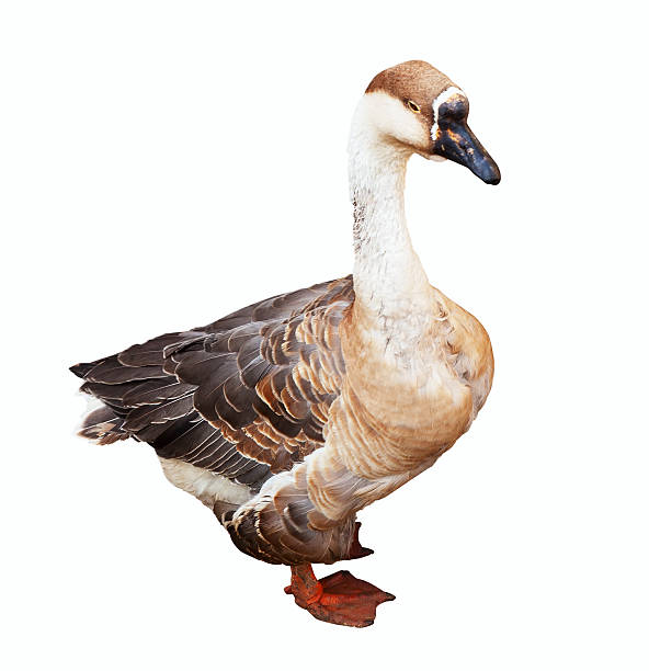 Greylag Goose over white One Greylag Goose.  Isolated over white background greylag goose stock pictures, royalty-free photos & images