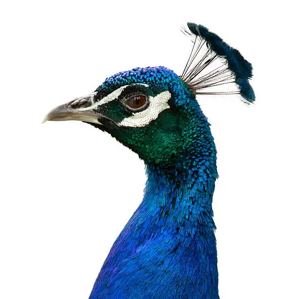 Photo of Isolated peacock
