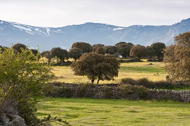 Commonages pastures in Dehesa de Navalvillar, Colmenar Viejo, Madrid, Spain