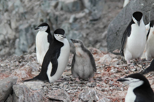 istock Chinstrap Penguin and Chick in Antarctica 471752101