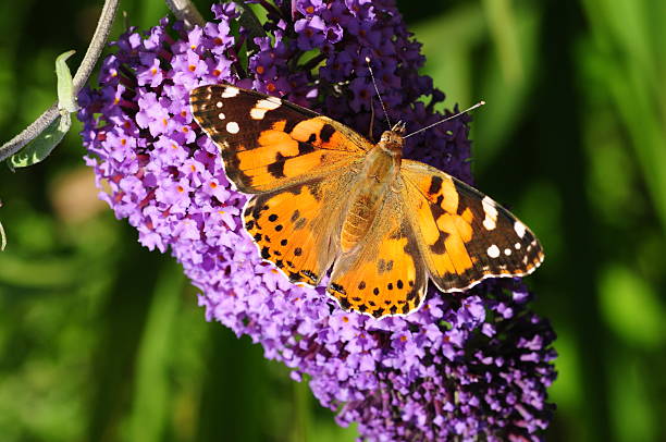 istock Painted Lady Butterfly, U.K. 471752177