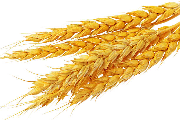 istock Wheat ears lie.  Isolated on white background 471752743