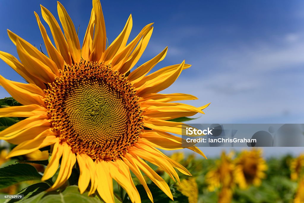 Sunflower - Royalty-free Agricultura Foto de stock