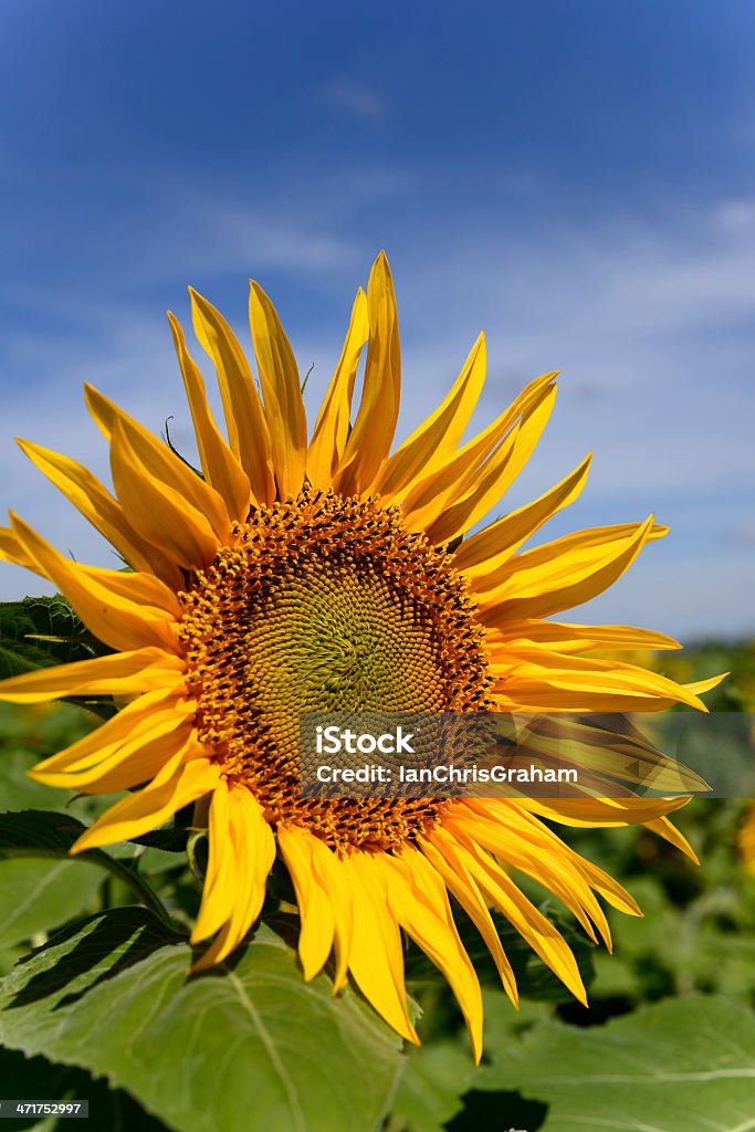 - Sonnenblume - Lizenzfrei Agrarbetrieb Stock-Foto