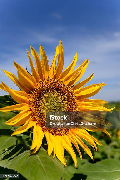 Sonnenblume Stockfoto und mehr Bilder von Agrarbetrieb - Agrarbetrieb, Baumblüte, Blau