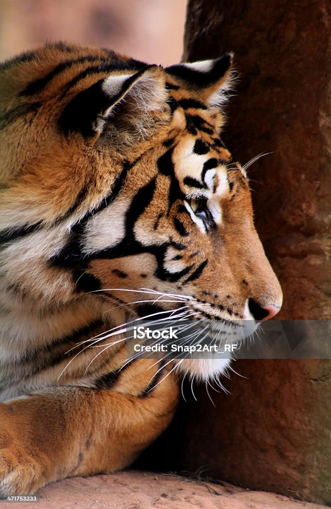 Tiger Face Seite Profil - Lizenzfrei Anstrengung Stock-Foto