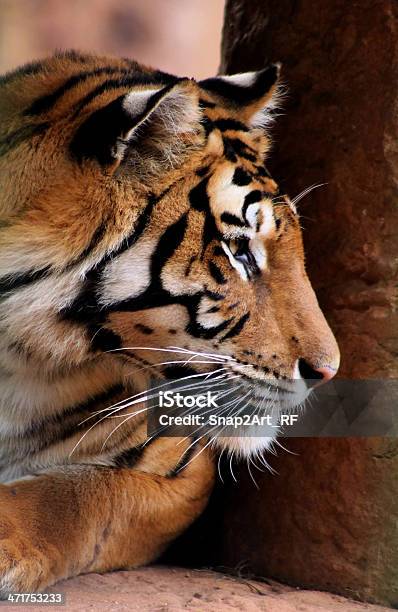 Tiger Face Seite Profil Stockfoto und mehr Bilder von Anstrengung - Anstrengung, Braun, Faszination