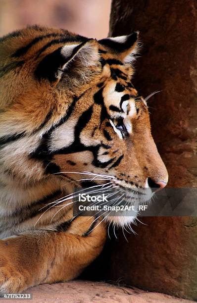 Photo libre de droit de Le Profil De Tête De Tigre Sur banque d'images et plus d'images libres de droit de Animaux à l'état sauvage - Animaux à l'état sauvage, Beauté de la nature, Couleur noire