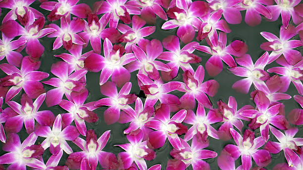 istock purple orchid floating in water abstract spa and relaxation 471753356