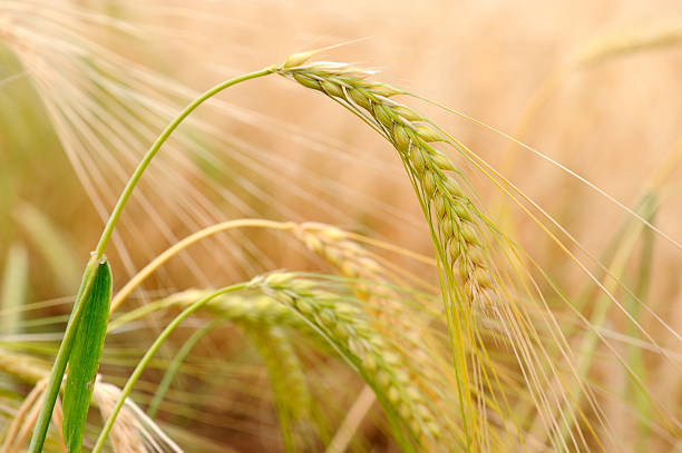 보리 - non urban scene barley cereal plant straw 뉴스 사진 이미지