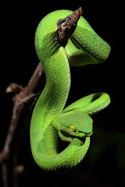 Photo of Green snake, Thailand