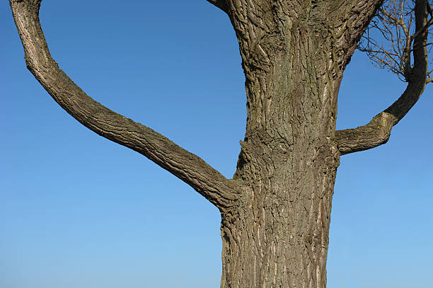 葉のない木 - tree tall poplar tree bark ストックフォトと画像