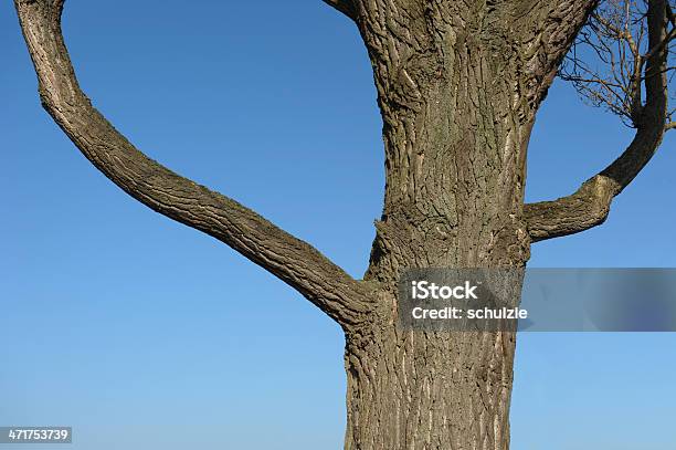 Árvore Sem Folhagem - Fotografias de stock e mais imagens de Alto - Descrição Física - Alto - Descrição Física, Ao Ar Livre, Casca de árvore