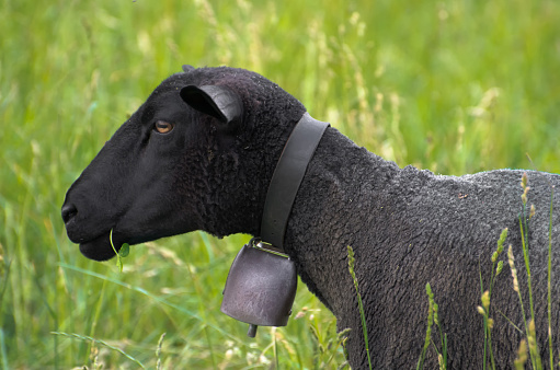 Black sheep with a bell standing up on the green field with grass