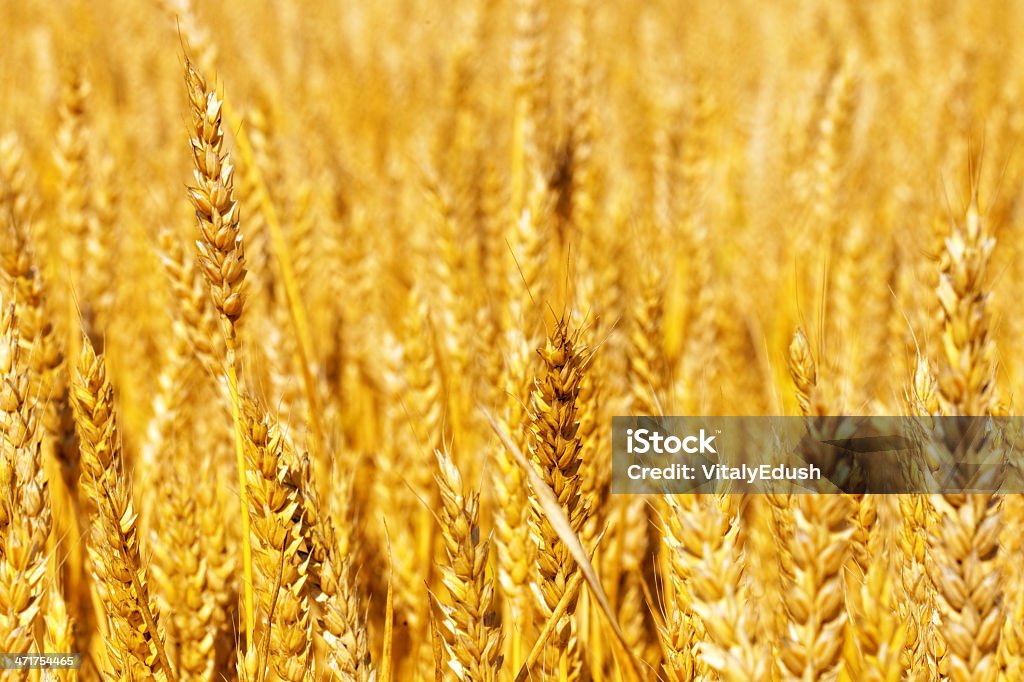 Campo di golden rye close-up - Foto stock royalty-free di Agricoltura