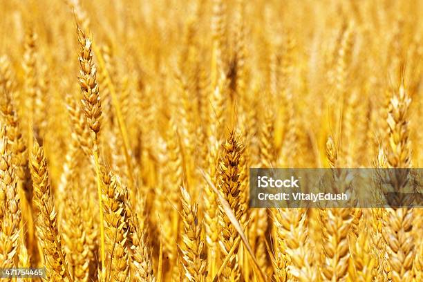 Campo Di Golden Rye Closeup - Fotografie stock e altre immagini di Agricoltura - Agricoltura, Autunno, Blu