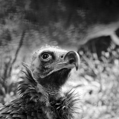 Portrait of The Cinereous Vulture (Aegypius monachus) also known as the Black Vulture, Monk Vulture, or Eurasian Black Vulture.