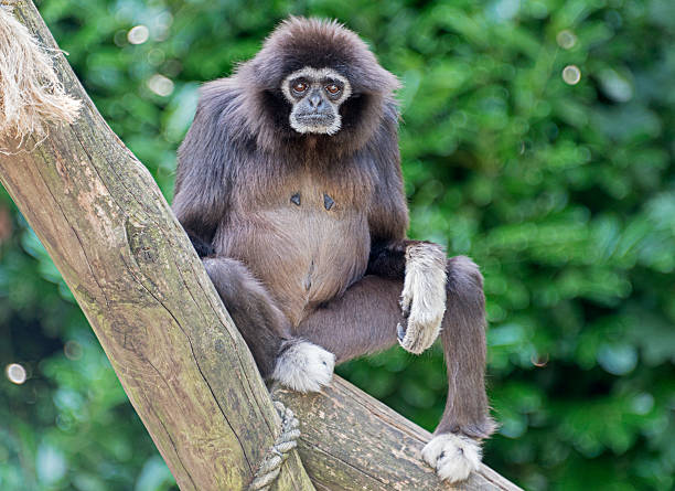 istock white handed gibbon 471754971