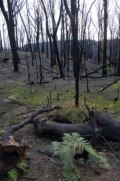 Forest after a fire