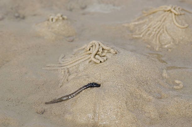 my other earthworms pictures: