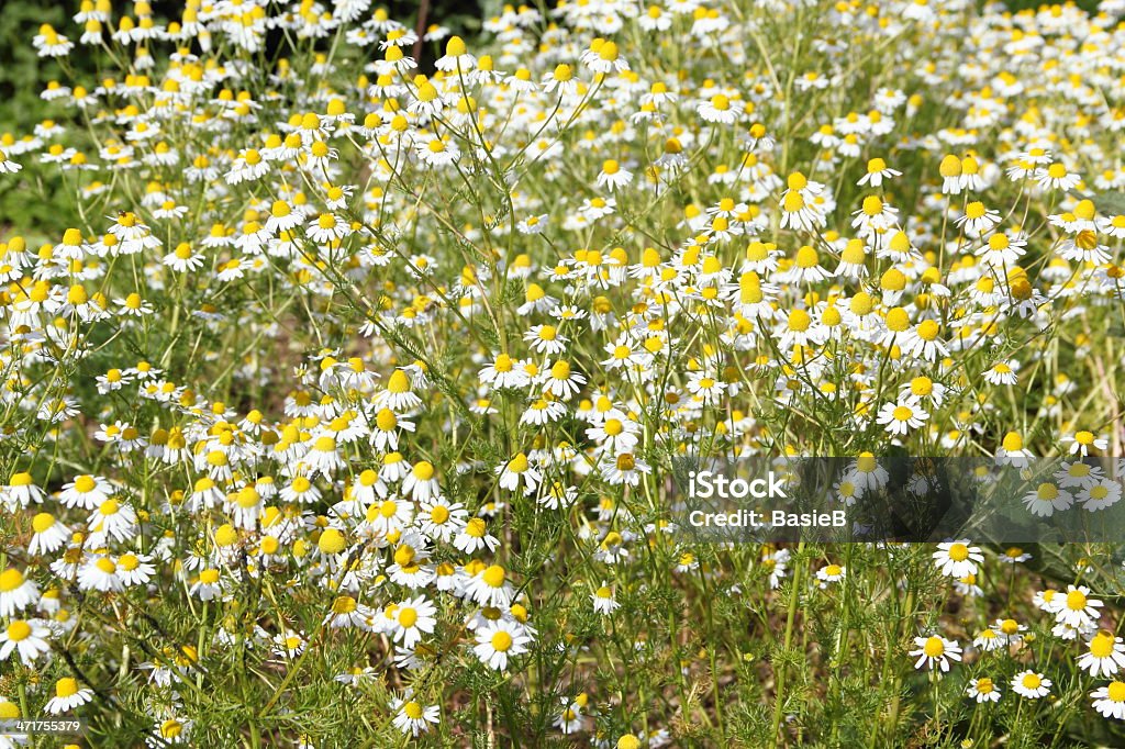 Fiore di camomilla-Matricaria recutita - Foto stock royalty-free di Bianco