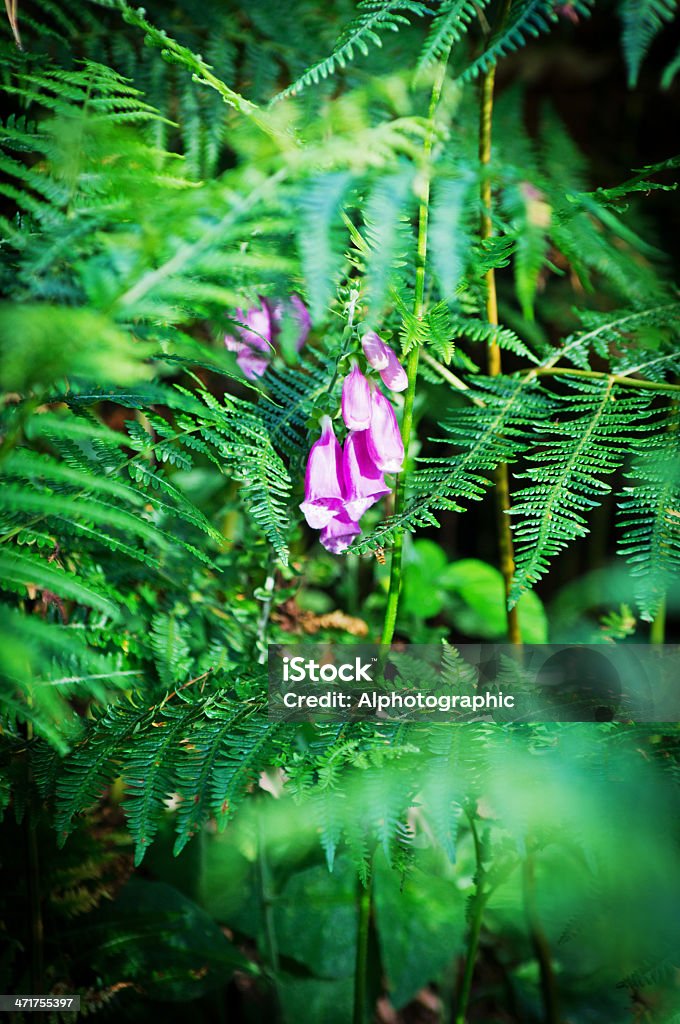Наперстянка в естественном Орляк обстановке - Стоковые фото Англия роялти-фри