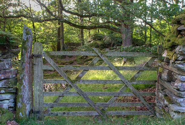 gospodarstwo gate cumbria - oak tree tree grass hdr zdjęcia i obrazy z banku zdjęć